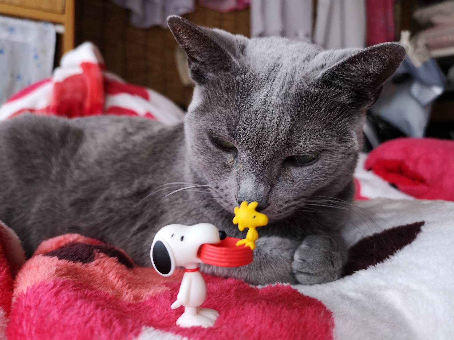 赤い毛布の上で、小さなスヌーピーの人形と向き合う灰色の猫